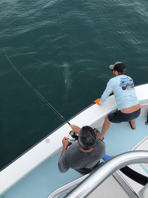 Tarpon Fishing on Anna Maria Island