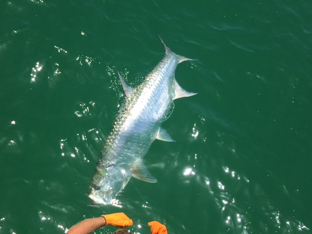 Tarpon Fishing on Anna Maria Island