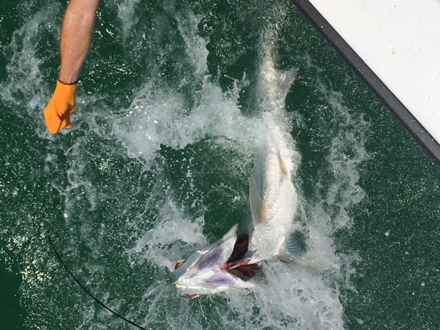 Tarpon Fishing on Anna Maria Island