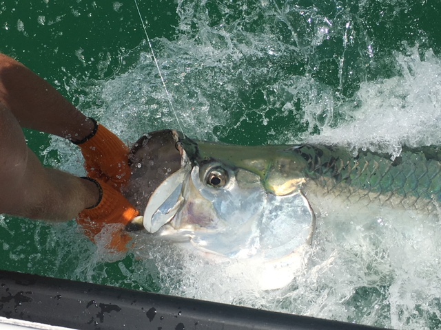 Tarpon Fishing on Anna Maria Island