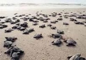 Turtles-On-The-Beach-Anna-Maria-Island-Florida-AMI-Locals