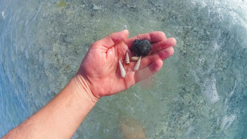 Hunt for Shells on Anna Maria Island