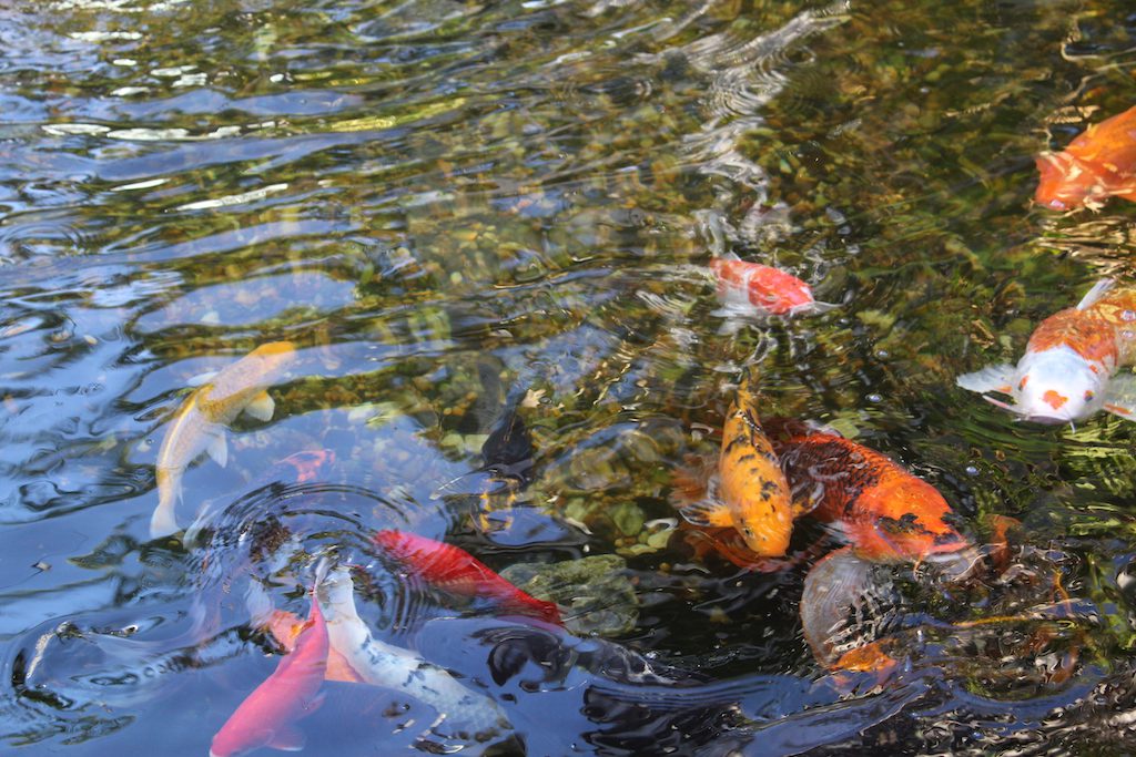 Mini Golf on Anna Maria Island - Koi fish