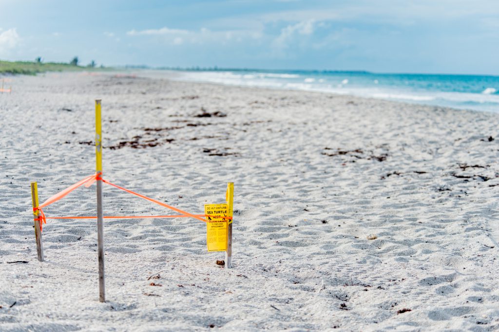 What You Need to Know About the Turtle Nesting Season on Anna Maria Island