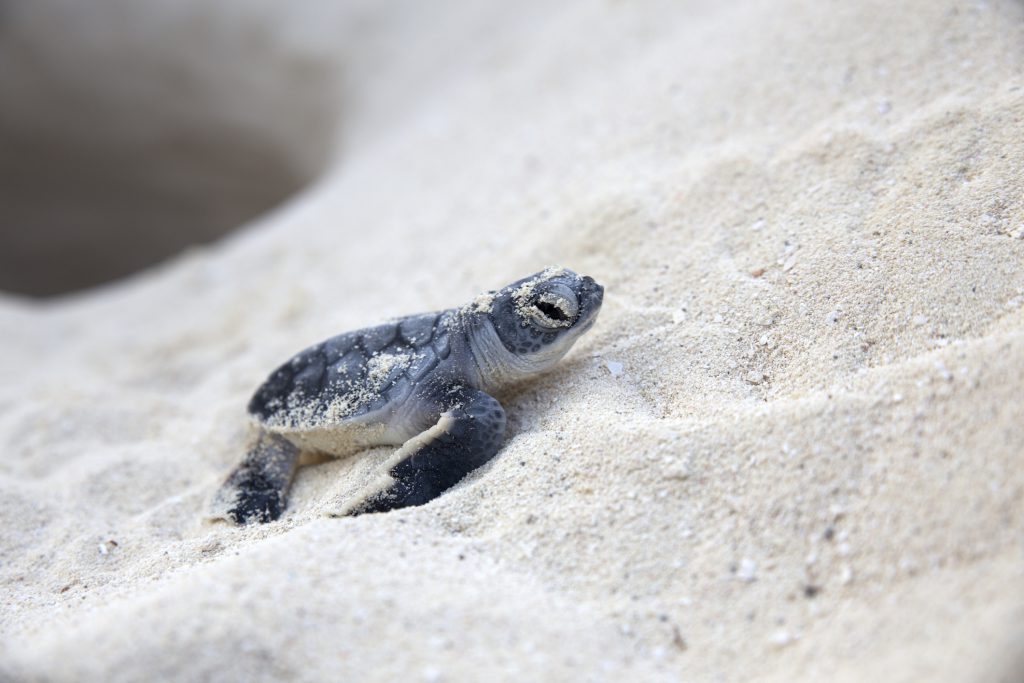 What You Need to Know About the Turtle Nesting Season on Anna Maria Island