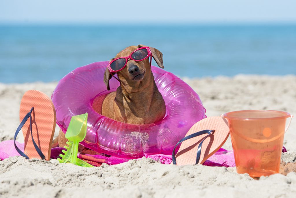 Bring Your Dog on Your Vacation to Anna Maria Island