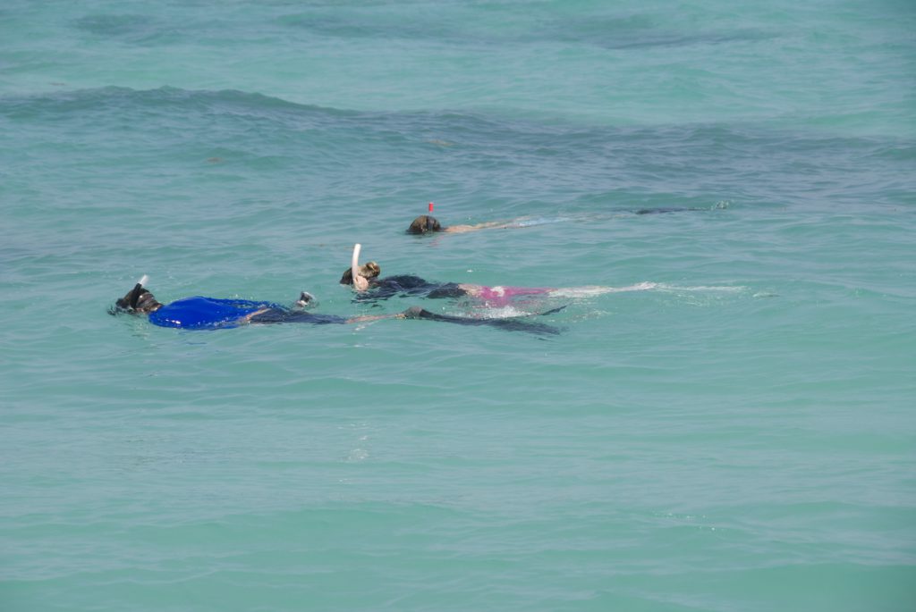 three people snorkeling in the Gulf of Mexico in Anna Maria Island, Florida